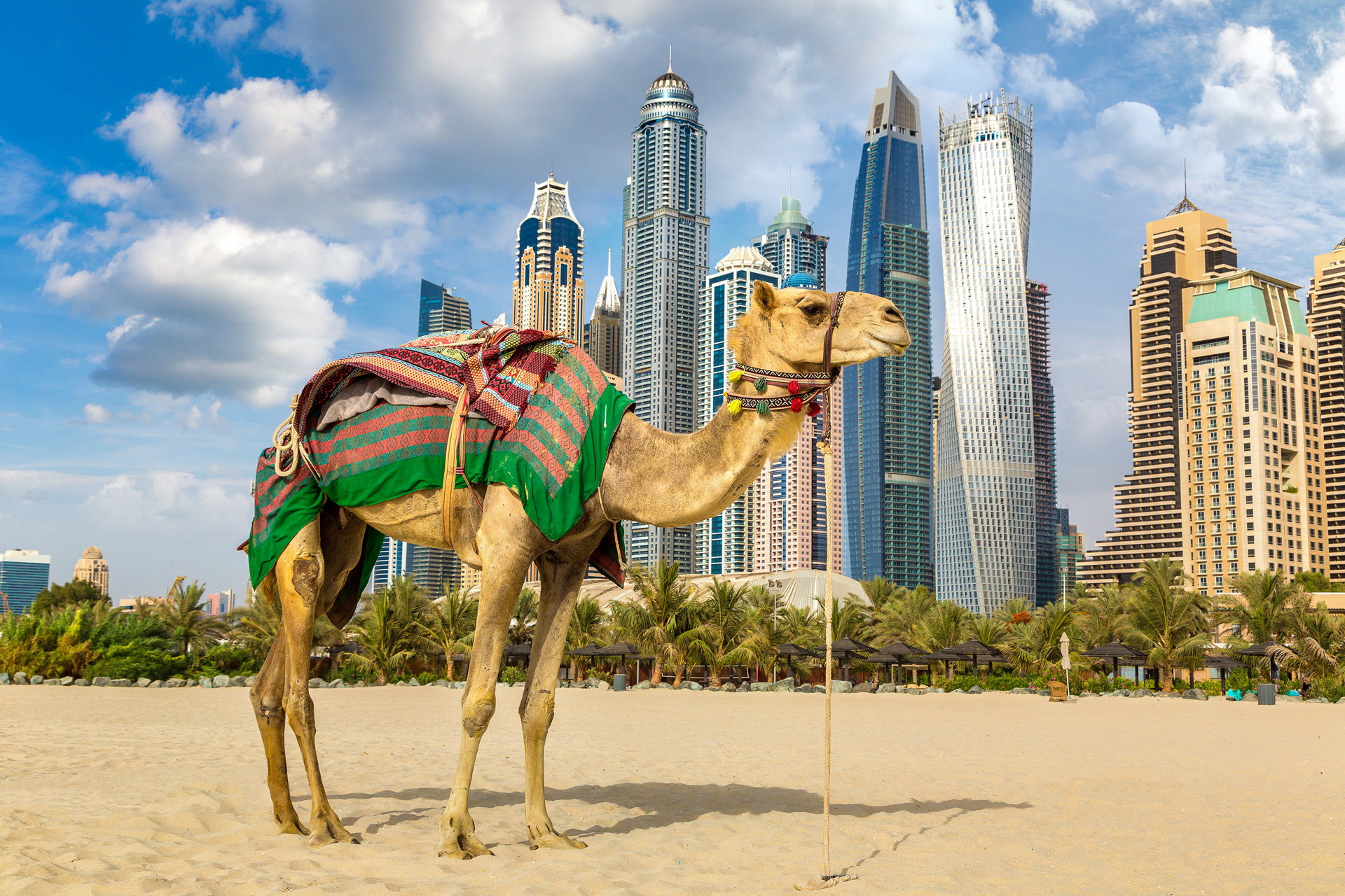 camel-front-dubai-marina